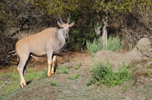 Can you imagine this eland leaping 2-3m?  Photo by Hayley Muir