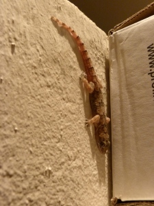 The unidentified gecko