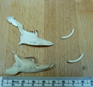 Lower jaw bones - the most caudal section (rostral?) came apart so not sure how far into the jaw it slides. 