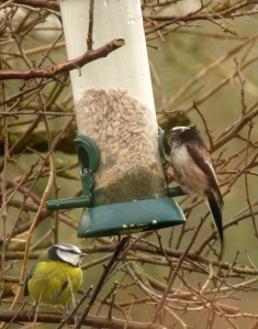 Long-tailed Tit (and a Blue Tit)