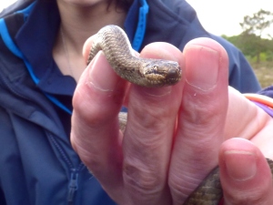 Smooth snake, not too sure about having its photo taken!