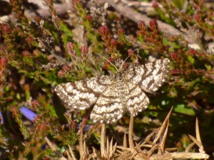 Common Heath moth (female)