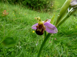 A Bee Orchid, Fontmell Down