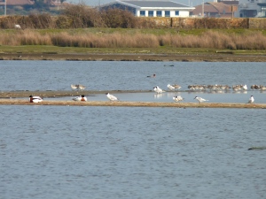 Whilst this isn't a great photo (so much zoom!), there is a real variety of birds - Godwit, Sandwich Tern, Shelduck, Black-headed Gull, and another I can't remember