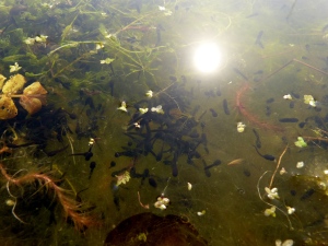 Toad tadpoles ... I think (it's been a while since I've done amphibians!)