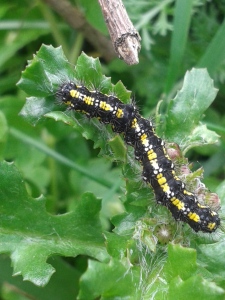 We didn't have a caterpillar book but Twitter saved the day. A Scarlet Tiger Moth caterpillar.
