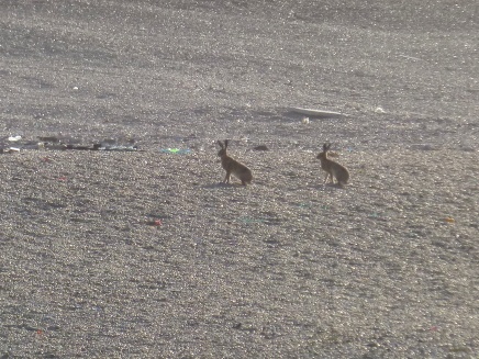Chesil Hares!