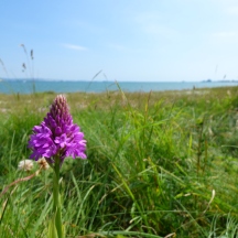 Pyrmidal Orchid (Portland Harbour in background)