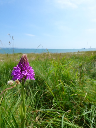Pyrmidal Orchid (Portland Harbour in background)