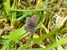 Female Small Blue Butterfly