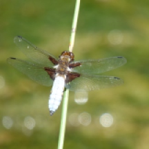 A male Broad-bodied Chaser Dragonfly