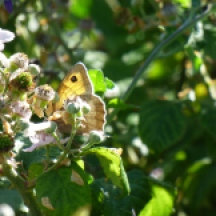 A Meadow Brown Butterfly hiding behind flowers