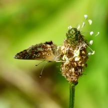 Underside of a Common Blue Butterfly