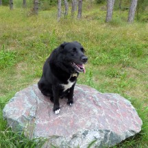 The dog on a rock