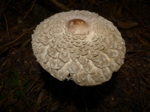 Funky looking mushroom