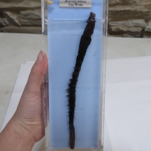 Lugworm specimen