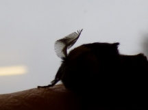 Look at how feathery its antenna is!