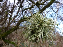 A ball of lichen