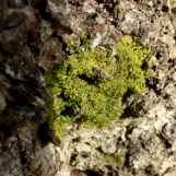 Unknown but potentially interesting liverwort