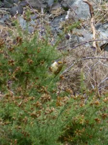 Blurry Goldcrest from a distance