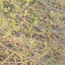 Male Redstart, Phoenicurus phoenicurus