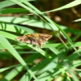 Burnet Companion moth, Euclidia glyphica