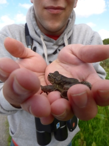 Oh and here's a toad I rescued