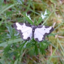 Clouded Border moth (Lomaspilis marginata)