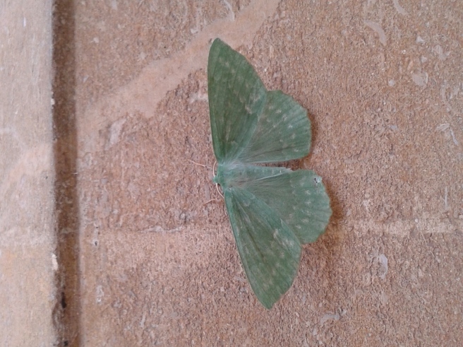 Large Emerald (Geometra papilionaria) found in one of the porches