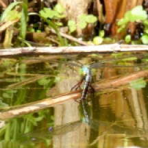 Emperor Dragonfly (Anax imperator), female ovipositing (laying eggs)