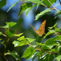 Silver-washed Fritillary butterfly (Argynnis paphia)