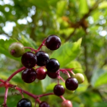 Elder berries (Sambucus nigra)
