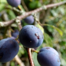 Blackthorn / Sloe berries (Prunus spinosa)