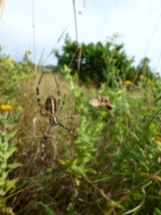 Wasp Spider (Argiope bruennichi)