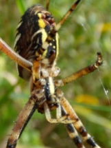 Wasp Spider close-up (Argiope bruennichi)