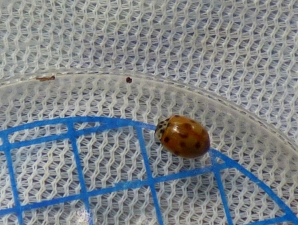 10-spot ladybird (Adalia 10-punctata)