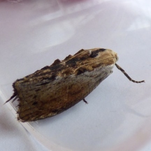 Greater Wax moth (Galleria mellonella)