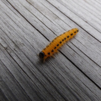 Poplar Sawfly (Cladius grandis)
