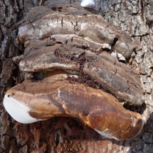 Bracket mushroom