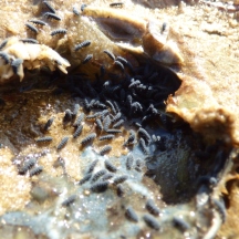 Marine Springtail (Anurida maritima)