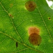 Spangle Gall (Neuropterus quercusbaccarum)