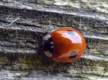 Two-Spot Ladybird (Adalia 2-puncata, f.typica)