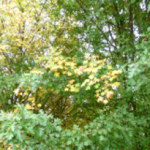 Hawthorn (Crataegus monogyna) - yellow and green leaves on neighbouring trees