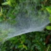Dew-covered spiderweb