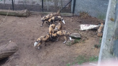 African Hunting Dogs